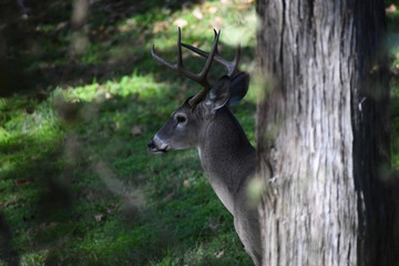 Naklejka na ściany i meble Large buck in the woods
