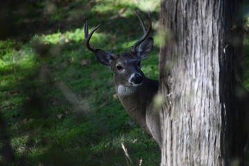 Large buck in the woods