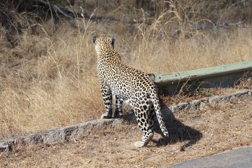 Leopard, Kruger National Park