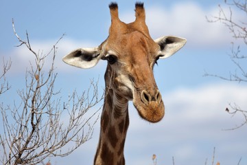 Giraffe, Kruger National Park