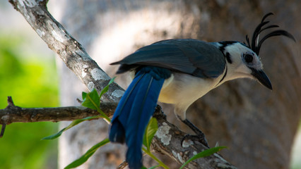 White-Throated Magpie Jay