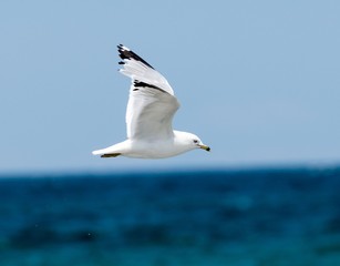 Fototapeta na wymiar Ringed Bill Seagull in flight