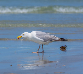 Fototapeta na wymiar Herring Gull on beach