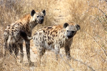 Hyena, Kruger National Park