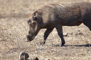 Fototapeta premium Warthog, Kruger National Park