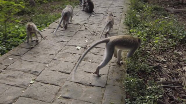 Monkeys following the peoples in Bali Indonesia Sacred Monkey Forest Sanctuary. Not scared of peoples while filming with hand held camera. Natural park zoo of baby monkey in Ubud.