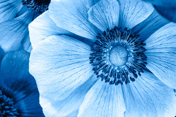 Beautiful macro of Japanese blue anemone flowers.