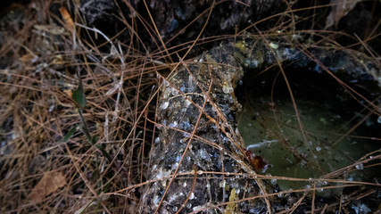 Pine sap is the main ingredient in making turpentine and other chemicals