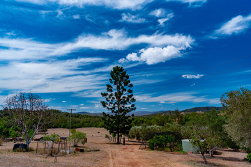 Fototapeta premium olive tree on the hill