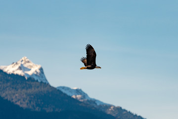 Close-up of Bald Eagle in flight in Canada
