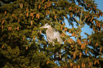 Great Blue Heron sitting on tree branch during sunset in Canada