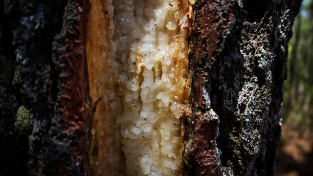 Pine sap is the main ingredient in making turpentine and other chemicals