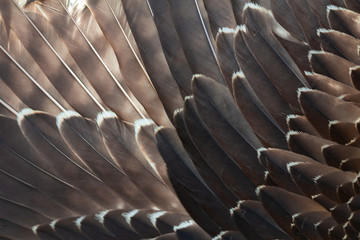 Close up of beautiful Eagle feathers in nature.