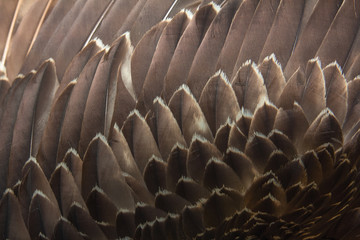 Fototapeta premium Close up of beautiful Eagle feathers in nature.
