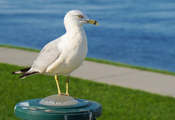 A Seagull sitting on a light fixture looks out over the river in a Kennewick park.