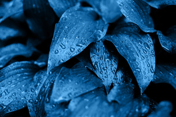 Fresh leaves in summer after rain. Blue color.