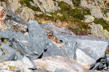 T'as vu la marmotte?