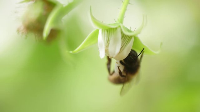 Honey bees on flower pollination macro shot 4k