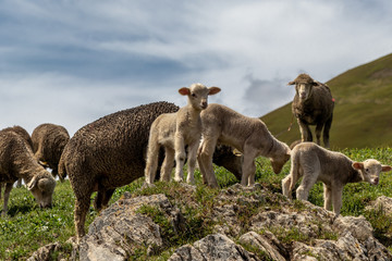 Des moutons dans les Alpes