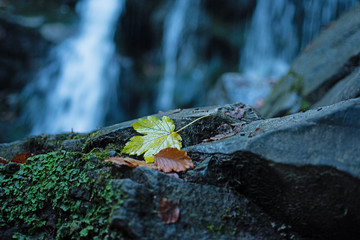 Macro photography of small autumnal colorful leaves lieing at moss stone at beautiful waterfall background. Flowing water. Waterfall in autumnal forest. Copy space.