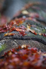 古都京都の風景　紅葉 Country scenery Autumn leaves garden Kyoto Japan