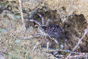 macrocosm of interesting insects near us