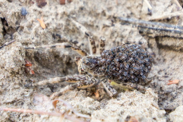 macrocosm of interesting insects near us