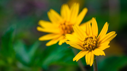 Soft Focus,Close up flower,Yellow flowers bloom in the morning