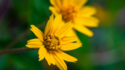 Soft Focus,Close up flower,Yellow flowers bloom in the morning