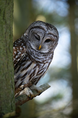 winking barn owl