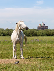 lonely white horse grazes in the meadow