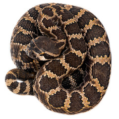 Baby Rattlesnake coiled on white