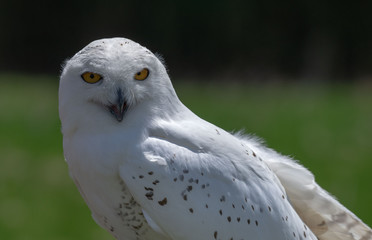 Obraz premium Snowy Owl 