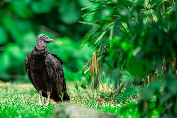 Vulture sunbathing with a beautiful nature background.