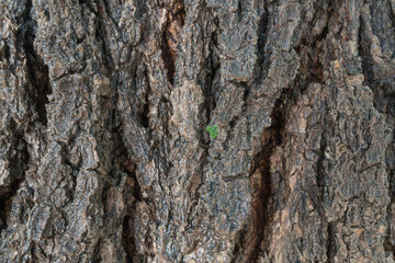 Soap Berry Bark, macro close up.