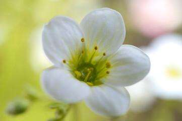 Close-up image of a white flower