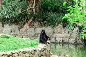 Monkey sitting on top of a rock resting. Sad look.