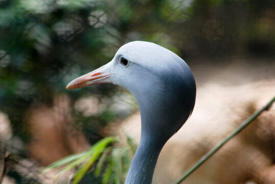 Blue Crane (Anthropoides paradisea) in Hong Kong zoo