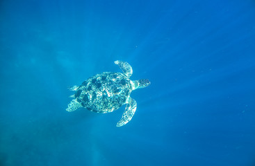 Sea turtle underwater in the Gili islands, Indonesia swimming in clear shallow waters of Lombok, Indonesia.
