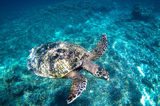 Sea turtle underwater in the Gili islands, Indonesia swimming in clear shallow waters of Lombok, Indonesia.