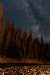 Crispy detailed night starry sky with stars and Milky Way above forest in Canada - 307538852