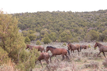 Horses of the Southwest