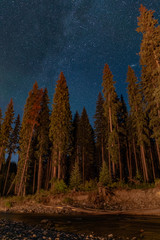 Crispy detailed night starry sky with stars and Milky Way above forest in Canada - 307539033