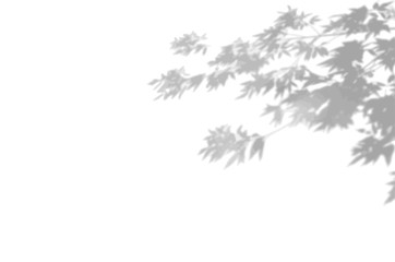 The shade of the exotic plants on the white wall. Tree leaves. Black and white image for photo overlay or mockup
