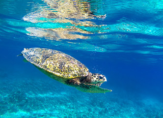 Sea turtle underwater in the Gili islands, Indonesia swimming in clear shallow waters of Lombok,...