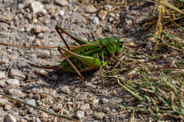 Une sauterelle de montagne.