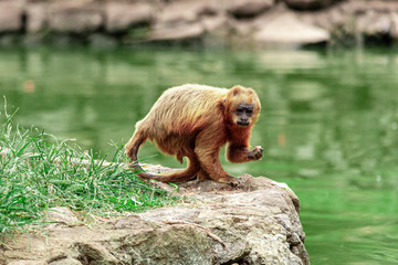 Monkey sitting on the floor eating banana.