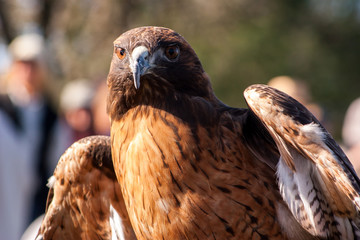 Redtail Hawk head chest face front