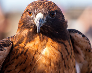 Redtail Hawk close up face front 2
