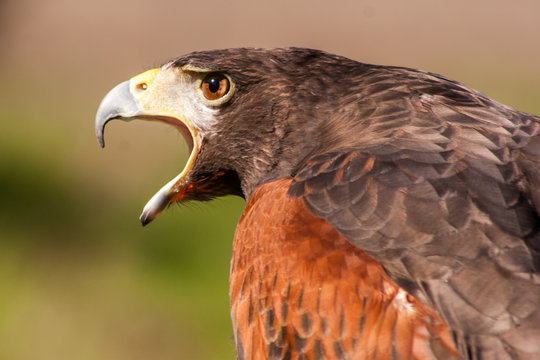Harris Hawk side profile mouth open